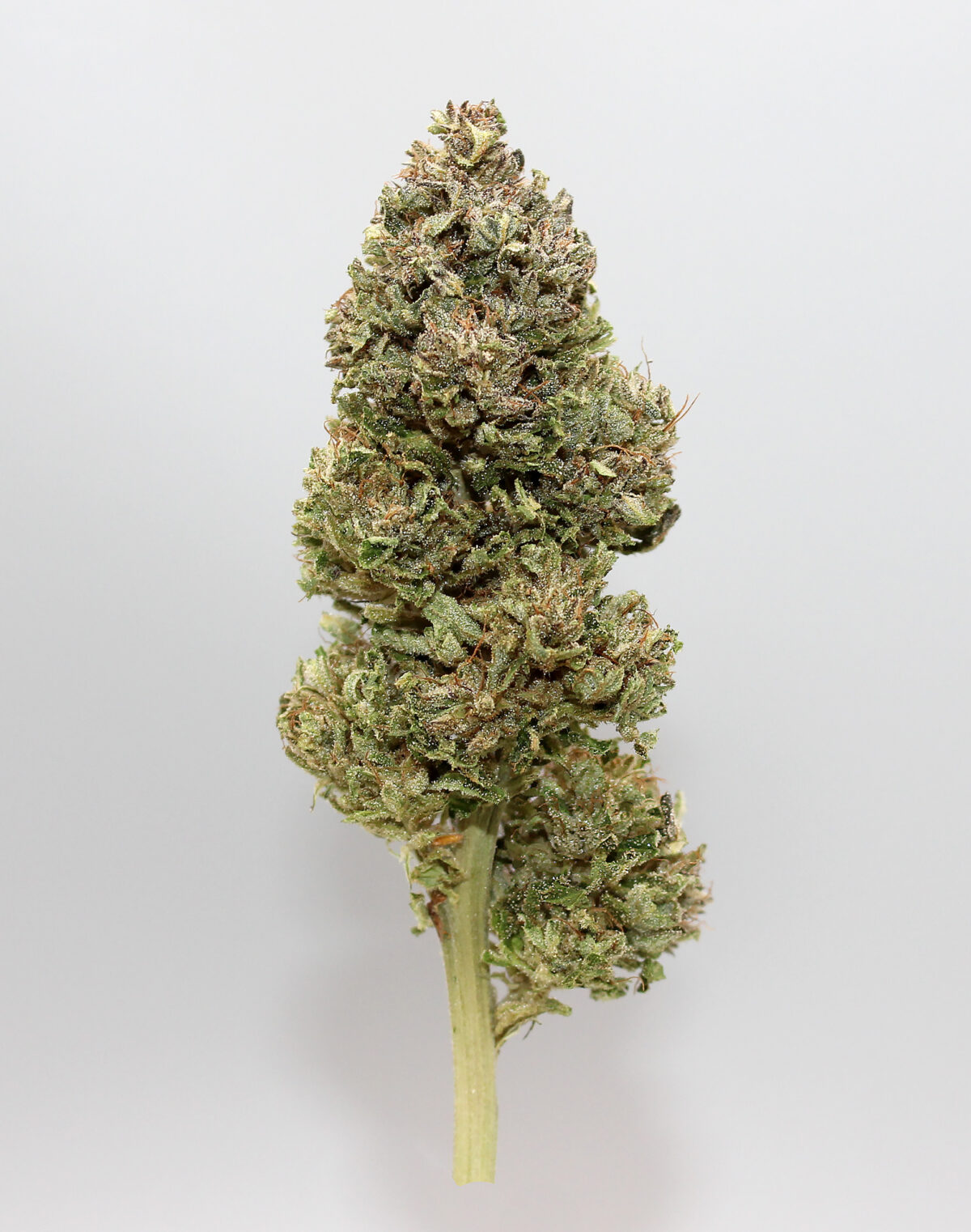 CBG Aromablüten-CBGold – Bild 2
